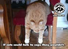 Free download If Cats could speak to Cops free photo or picture to be edited with GIMP online image editor