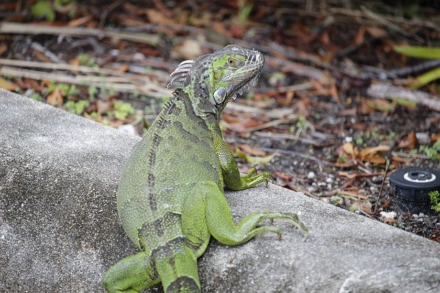 免费下载 Iguana Green Beautiful - 可使用 GIMP 在线图像编辑器编辑的免费照片或图片