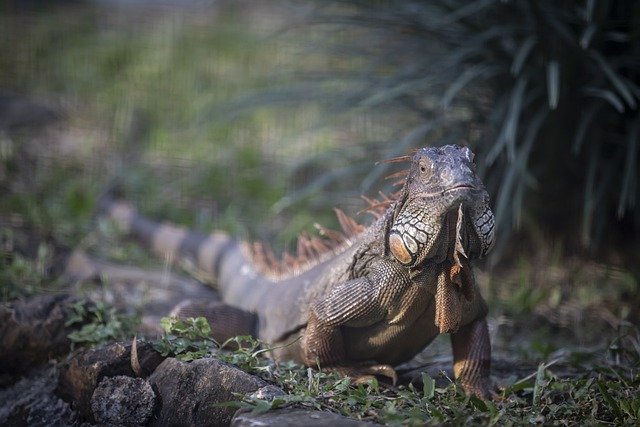 Kostenloser Download von Leguan-Reptil-Schuppentier-freiem Bild, das mit dem kostenlosen Online-Bildeditor GIMP bearbeitet werden kann