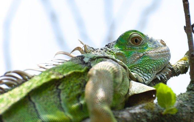 Free download iguana reptile wildlife skin green free picture to be edited with GIMP free online image editor