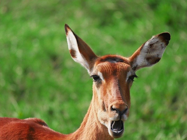 Free download impala animal portrait chew yawning free picture to be edited with GIMP free online image editor