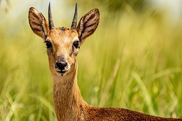 Free download impala uganda kob animal wildlife free picture to be edited with GIMP free online image editor