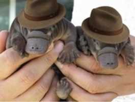 Free download Indiana Jones Platypus free photo or picture to be edited with GIMP online image editor