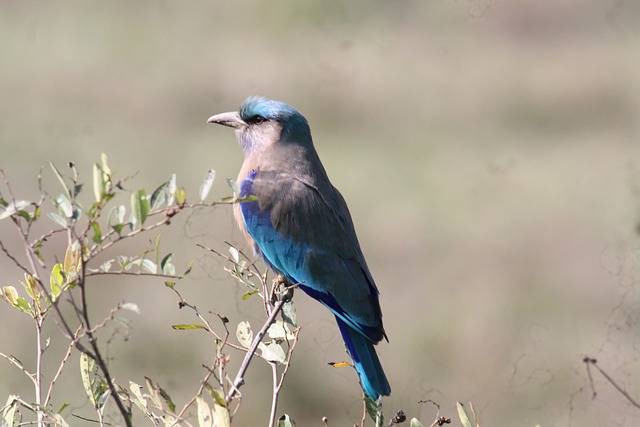 Kostenloser Download von Indian Roller Bird Tierfedern, kostenloses Bild zur Bearbeitung mit dem kostenlosen Online-Bildeditor GIMP