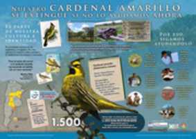 Free download INFOGRAFIA Cardenal Amarillo Para Imprenta Offset free photo or picture to be edited with GIMP online image editor