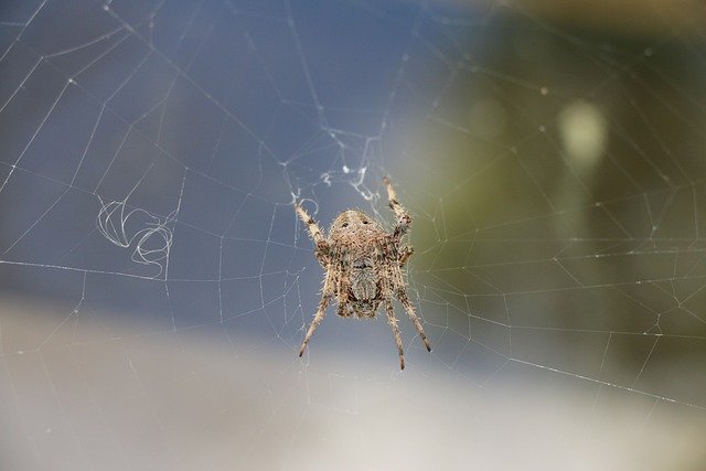 Free download insect barn spider entomology free picture to be edited with GIMP free online image editor