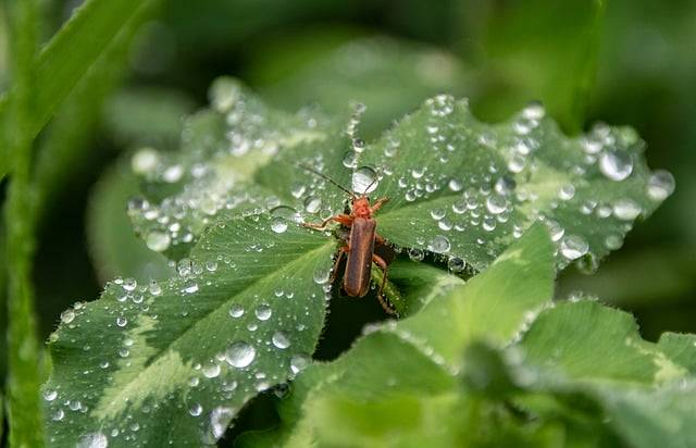 ດາວ​ໂຫຼດ​ຟຣີ​ແມງ​ໄມ້ waterdrops ຮູບ​ພາບ​ຟຣີ​ທີ່​ຈະ​ໄດ້​ຮັບ​ການ​ແກ້​ໄຂ​ກັບ GIMP ບັນນາທິການ​ຮູບ​ພາບ​ອອນ​ໄລ​ນ​໌​ຟຣີ