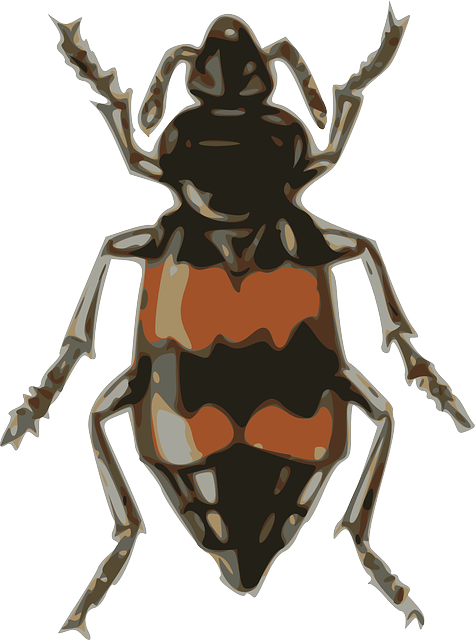 Free download Insect Beetle Small - Free vector graphic on Pixabay free illustration to be edited with GIMP free online image editor