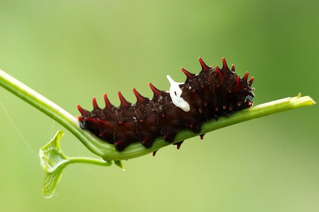 ດາວ​ໂຫຼດ​ຟຣີ Insect Butterfly Natural - ຮູບ​ພາບ​ຟຣີ​ຫຼື​ຮູບ​ພາບ​ທີ່​ຈະ​ໄດ້​ຮັບ​ການ​ແກ້​ໄຂ​ກັບ GIMP ອອນ​ໄລ​ນ​໌​ບັນ​ນາ​ທິ​ການ​ຮູບ​ພາບ​