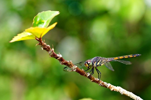 Free download insect dragonfly animal entomology free picture to be edited with GIMP free online image editor