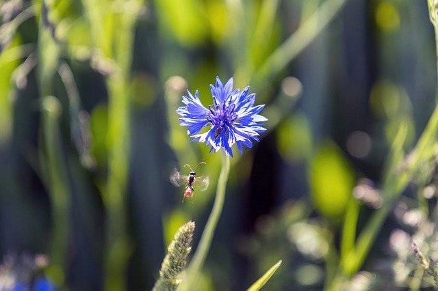 昆虫の花の飛行を無料でダウンロード - GIMPオンライン画像エディタで編集できる無料の写真や画像