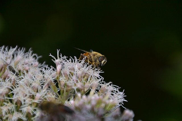 تنزيل Insect Fly Nature مجانًا - صورة مجانية أو صورة يتم تحريرها باستخدام محرر الصور عبر الإنترنت GIMP