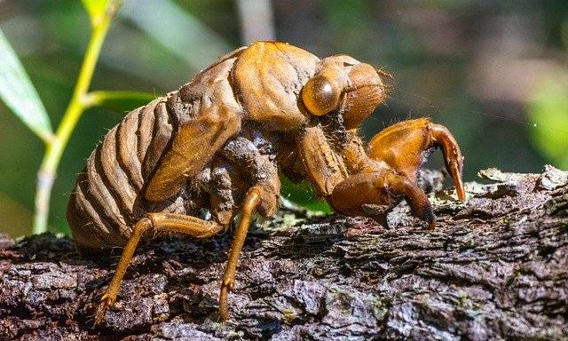 ดาวน์โหลด Insect Macro Cicada Shell ฟรี - รูปภาพหรือรูปภาพฟรีที่สามารถแก้ไขด้วยโปรแกรมแก้ไขรูปภาพออนไลน์ของ GIMP