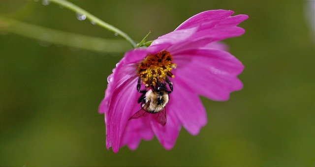 Kostenloser Download Insect Pollen Nature - kostenloses Foto oder Bild zur Bearbeitung mit GIMP Online-Bildbearbeitung