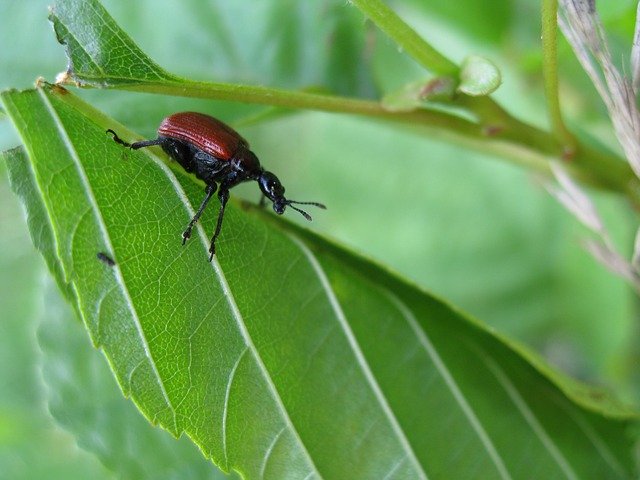 免费下载 Insect The Beetle Red - 使用 GIMP 在线图像编辑器编辑的免费照片或图片