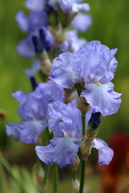 Free download iris flower garden flowers garden free picture to be edited with GIMP free online image editor