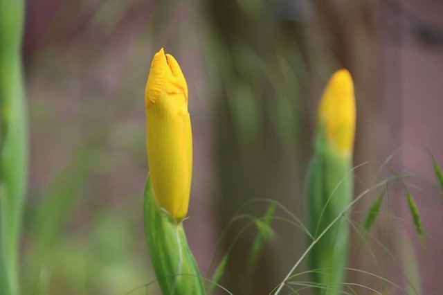 Ücretsiz indir Iris Flowers Closed - GIMP çevrimiçi resim düzenleyiciyle düzenlenecek ücretsiz fotoğraf veya resim