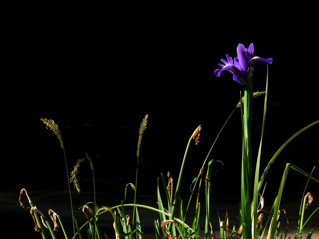 تنزيل مجاني Iris Purple Black Background - صورة مجانية أو صورة ليتم تحريرها باستخدام محرر الصور عبر الإنترنت GIMP