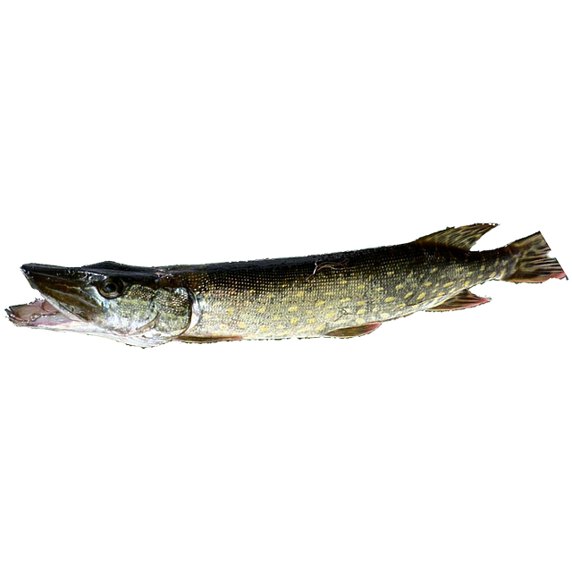 Free download Isolated Pike Fish -  free illustration to be edited with GIMP free online image editor