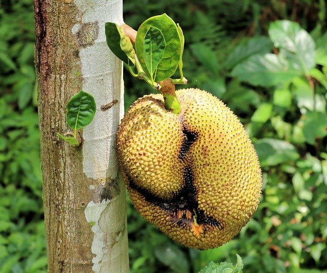 Téléchargement gratuit de Jackfruit Fruit Tree Meat - photo ou image gratuite à éditer avec l'éditeur d'images en ligne GIMP