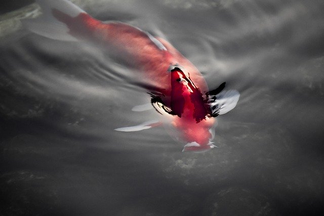 ດາວ​ໂຫຼດ​ຟຣີ Japan Fish Koi - ຮູບ​ພາບ​ຟຣີ​ຫຼື​ຮູບ​ພາບ​ທີ່​ຈະ​ໄດ້​ຮັບ​ການ​ແກ້​ໄຂ​ກັບ GIMP ອອນ​ໄລ​ນ​໌​ບັນ​ນາ​ທິ​ການ​ຮູບ​ພາບ​