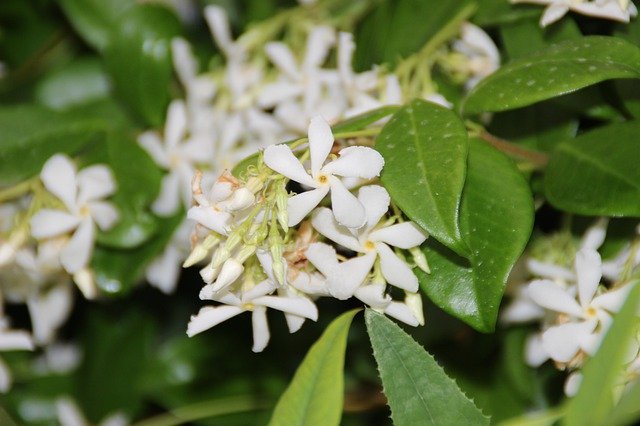 Kostenloser Download Jasmine Flowers Plants - kostenloses Foto oder Bild zur Bearbeitung mit GIMP Online-Bildbearbeitung