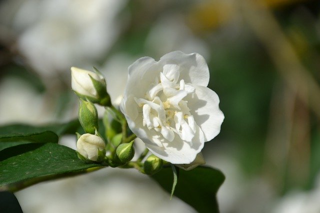 Téléchargement gratuit Jasmin Flower Flowers Ornamental - photo ou image gratuite à éditer avec l'éditeur d'images en ligne GIMP