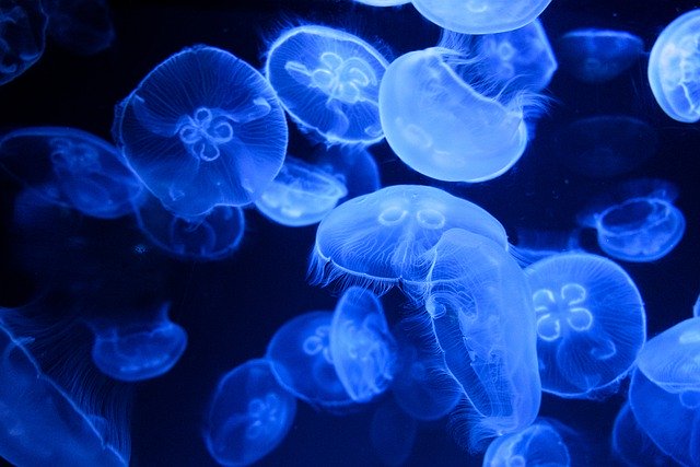 Free download jellyfishes sea jellies animal free picture to be edited with GIMP free online image editor