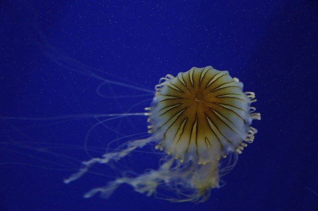 Free download Jellyfish Floating Underwater -  free free photo or picture to be edited with GIMP online image editor