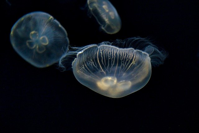 Free download jellyfish sea jellies animals free picture to be edited with GIMP free online image editor