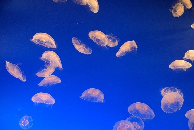 Free download jellyfish sea jelly aquarium free picture to be edited with GIMP free online image editor