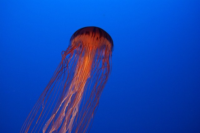 Free download jellyfish sea jelly sea animal free picture to be edited with GIMP free online image editor