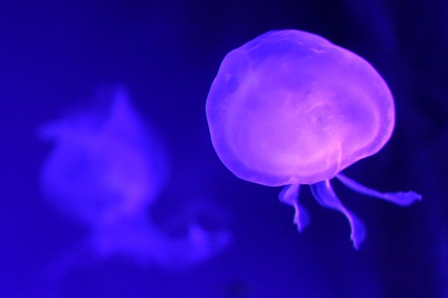 Free download jellyfish sea uv marine fauna free picture to be edited with GIMP free online image editor