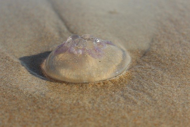 Free download jellyfish water sand beach sea free picture to be edited with GIMP free online image editor