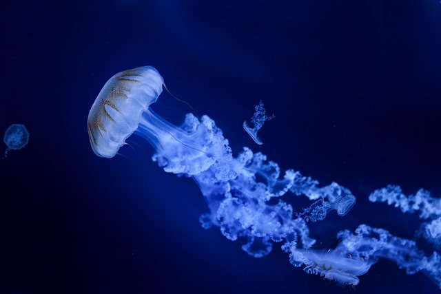 Free download jellyfish water sea stinging free picture to be edited with GIMP free online image editor