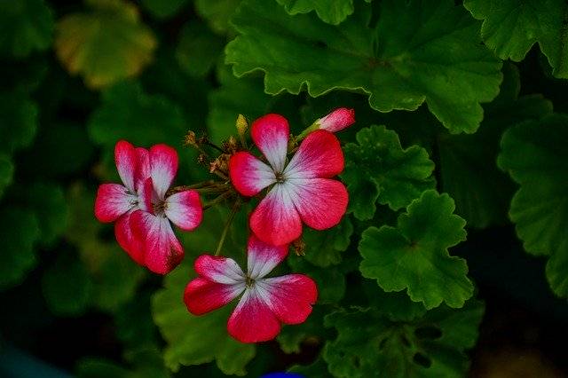 Téléchargement gratuit de Jeranio Red Flower Beautiful - photo ou image gratuite à éditer avec l'éditeur d'images en ligne GIMP