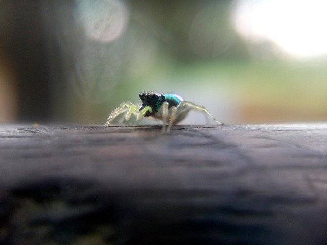 ດາວ​ໂຫຼດ​ຟຣີ Jumping Spider Animal - ຮູບ​ພາບ​ຟຣີ​ຫຼື​ຮູບ​ພາບ​ທີ່​ຈະ​ໄດ້​ຮັບ​ການ​ແກ້​ໄຂ​ກັບ GIMP ອອນ​ໄລ​ນ​໌​ບັນ​ນາ​ທິ​ການ​ຮູບ​ພາບ​