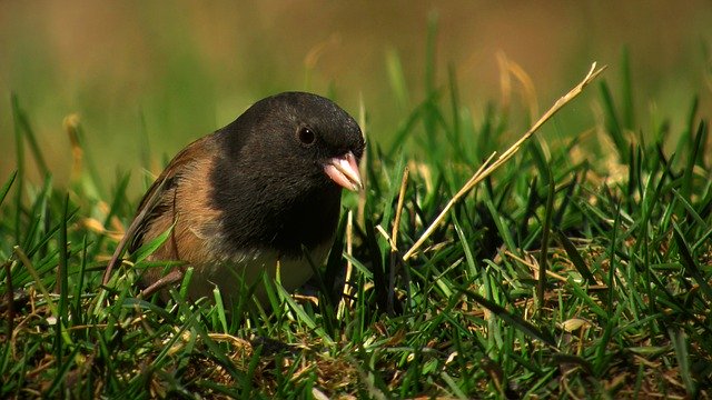 Free download junco bird animal nature wildlife free picture to be edited with GIMP free online image editor