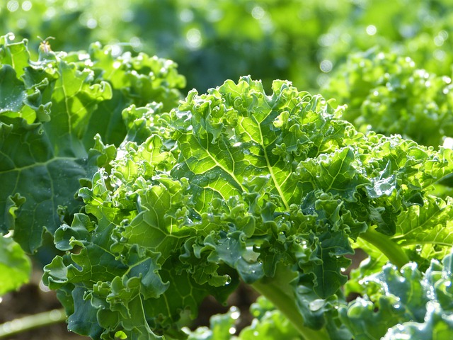 Free download kale close up meal bio agriculture free picture to be edited with GIMP free online image editor