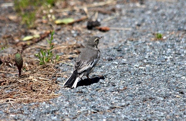 Free download kamchatka wagtail free picture to be edited with GIMP free online image editor