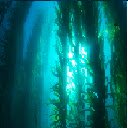 Kelp Forest  screen for extension Chrome web store in OffiDocs Chromium