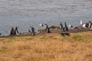 Free download Kelp gulls and Magellanic penguins gather at waters edge free photo or picture to be edited with GIMP online image editor