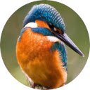 Kingfisher Wallpaper  screen for extension Chrome web store in OffiDocs Chromium