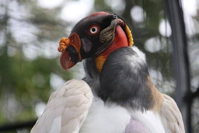 免费下载 King Vulture Raptor Bird - 使用 GIMP 在线图像编辑器编辑免费照片或图片