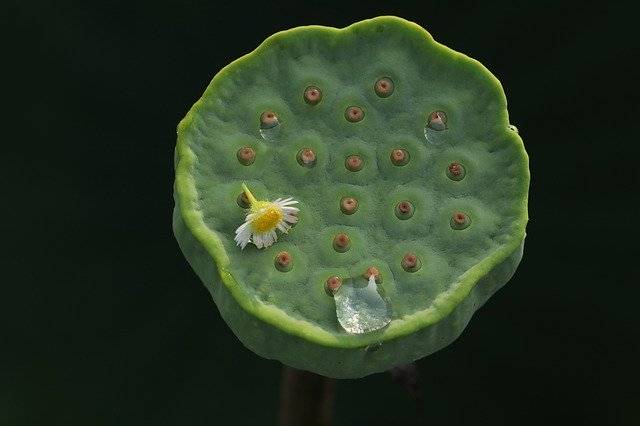 Free download Kite Lotus Seed Aquatic Plants -  free photo or picture to be edited with GIMP online image editor