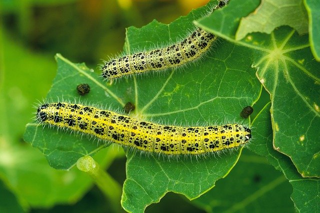 免费下载 Kålsommerfugl Lavae Natural - 可使用 GIMP 在线图像编辑器编辑的免费照片或图片