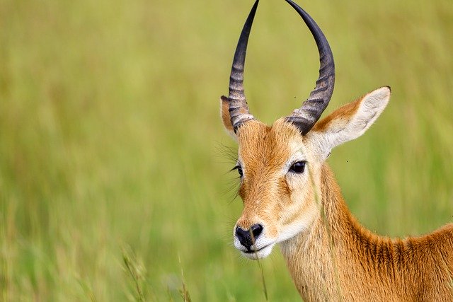 Free download kob horns wildlife national park free picture to be edited with GIMP free online image editor