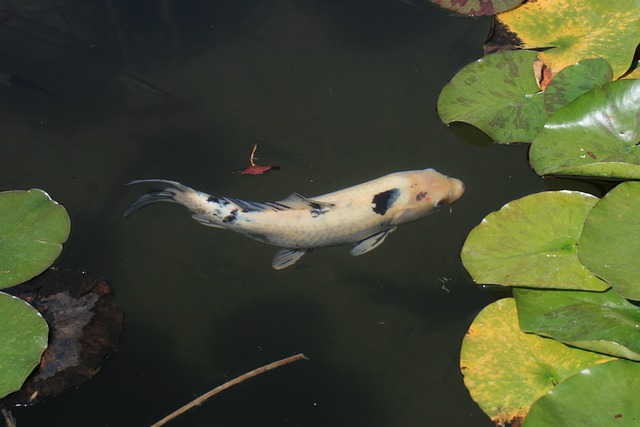 Free download koi fish lily pad pond swim free picture to be edited with GIMP free online image editor