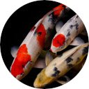 Koi Fish Wallpaper New Tab  screen for extension Chrome web store in OffiDocs Chromium