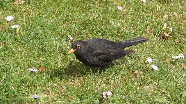 Free download kos black turdus merula black bird free picture to be edited with GIMP free online image editor